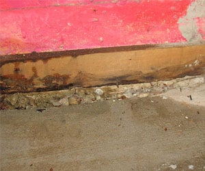 basement mold