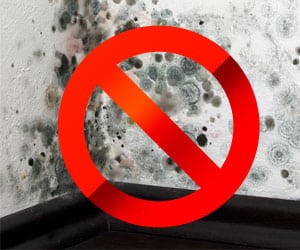 mold removal